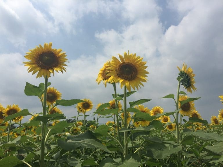 Of Flowers and Lanterns: The Zama Sunflower Festival & Asakusa  Tōrō Nagashi