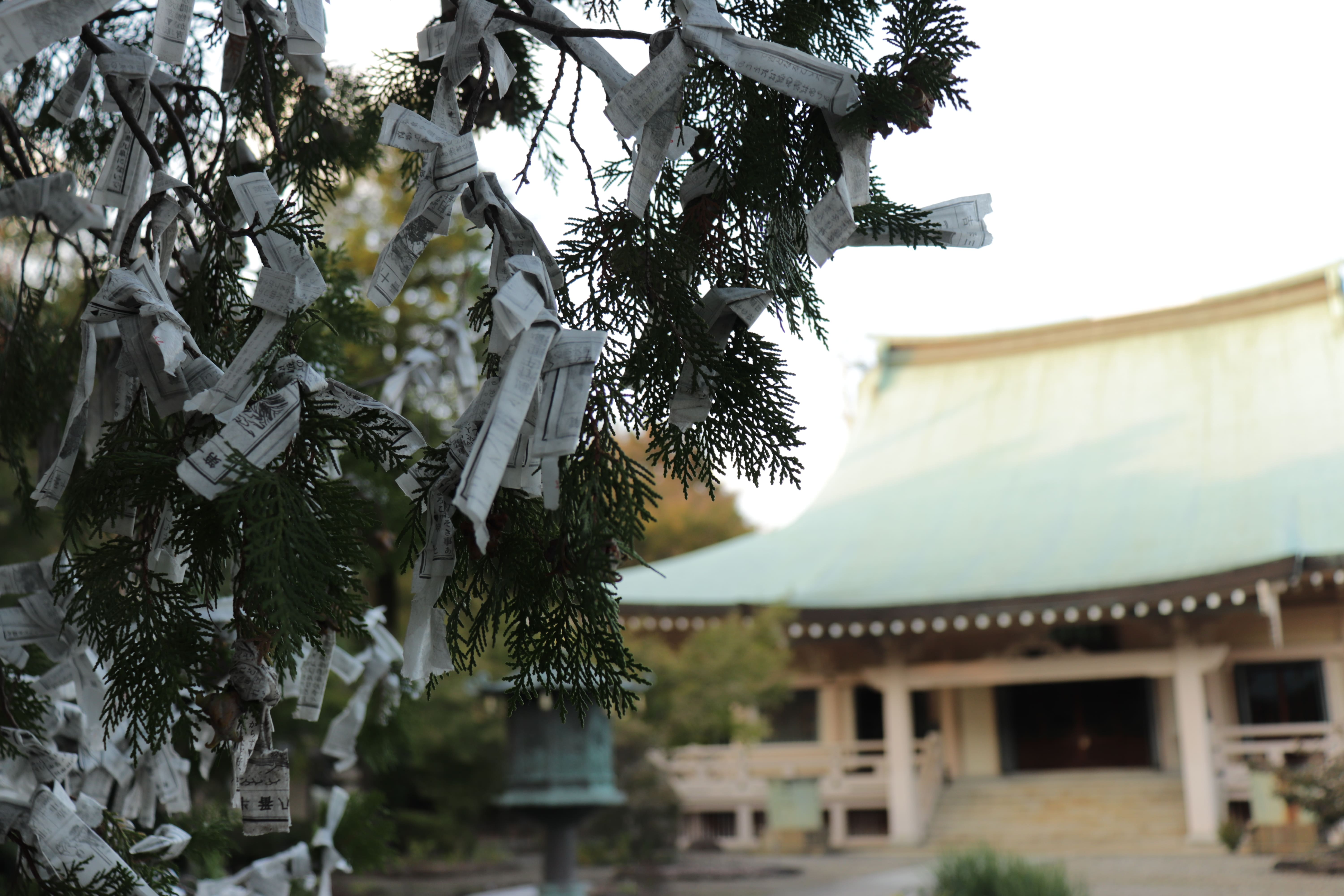 gotokuji omikuji