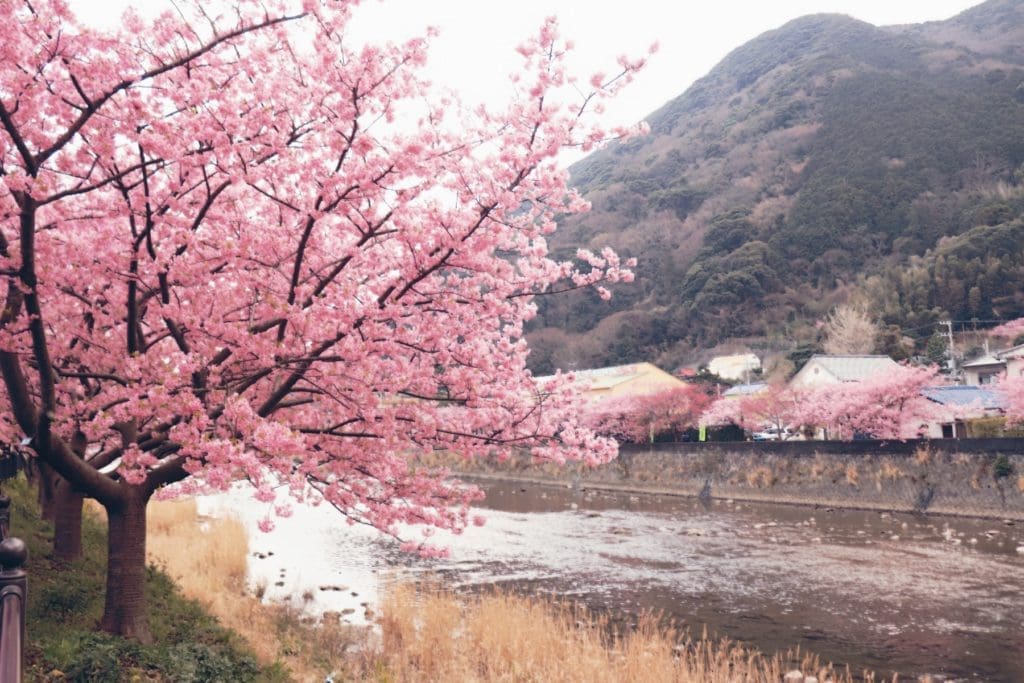 Kawazu Sakura Festival - Cherry blossom trees by the river banks