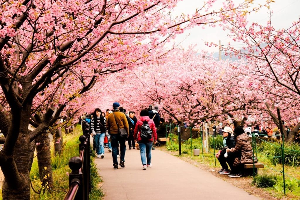 Kawazu Sakura Festival - Footpath with cherry blossom tunnel