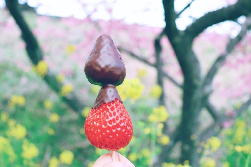 Kawazu Sakura Festival - chocolate -covered strawberries