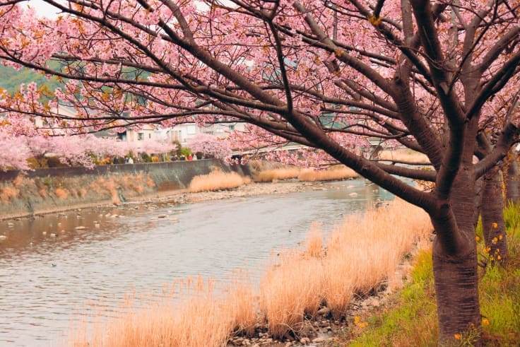 Kawazu Sakura Festival - river bank cherry blossom trees