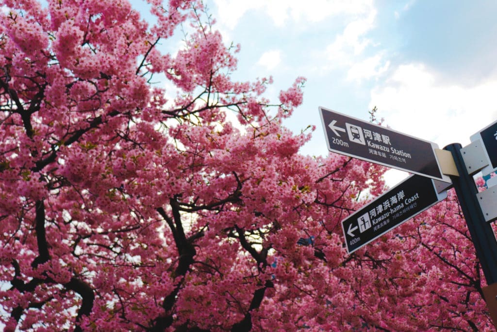 Kawazu Sakura Festival - station signs with cherry blossoms in the background