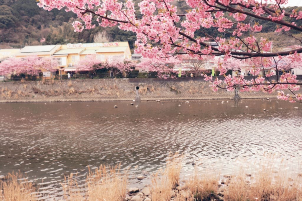 Kawazu Sakura Festival - river with sakura trees and tall grass