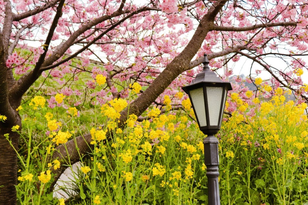 Kawazu Sakura Festival - street sign with cherry blossoms and nanohana in the background