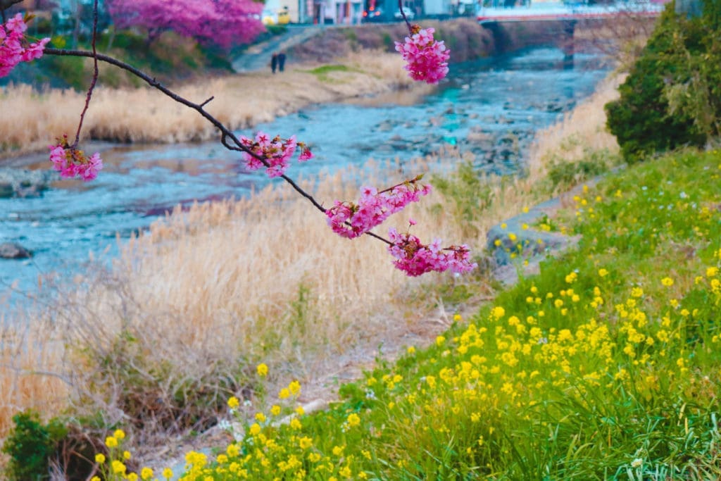 Kawazu Sakura Festival