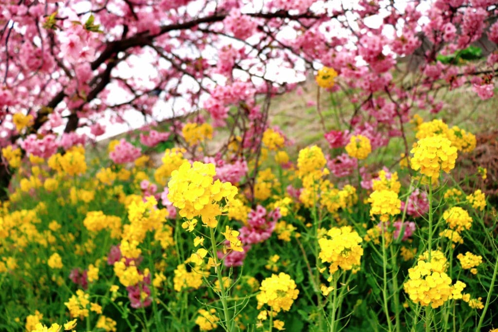 Kawazu Sakura Festival - nanohana and cherry blossom contrast