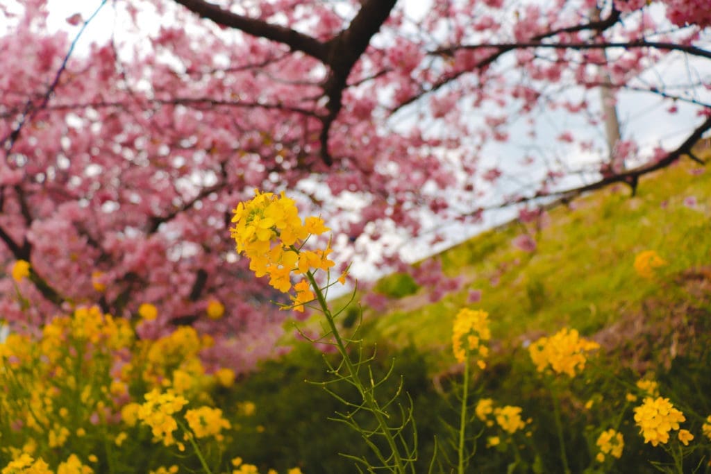 Kawazu Sakura Festival - nanohana with cherry blossoms in the background