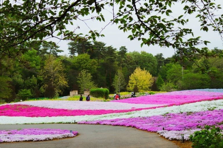 Tobu Treasure Garden shibazakura