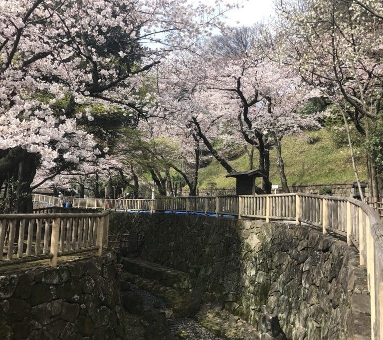 Chasing Cherry Blossoms: A Gallery