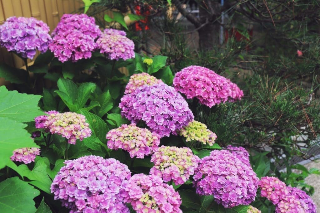 Ajisai (hydrangeas) in Josenji's garden​