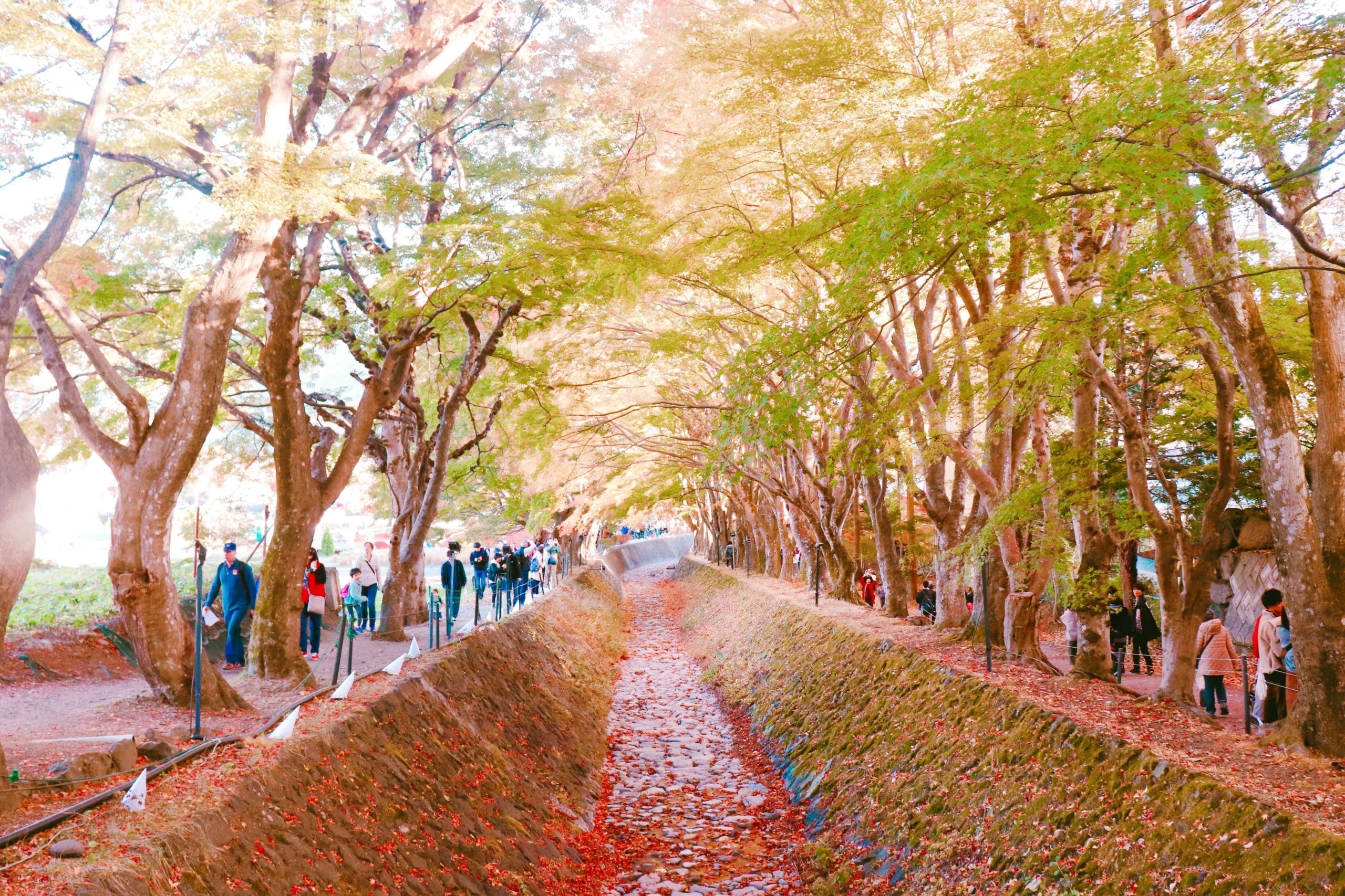 Maple Corridor - Fuji Kawahuchiko Autumn Leaves Festival