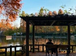 Iniokashira Park in Autumn