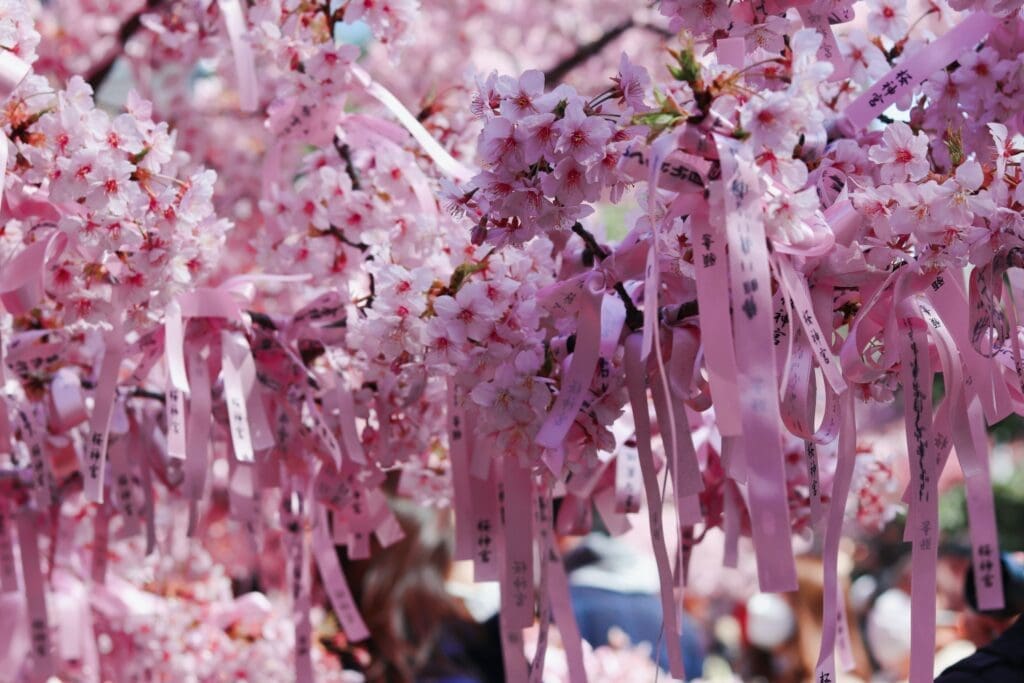 Kawazu sakura at Sakura Jingu