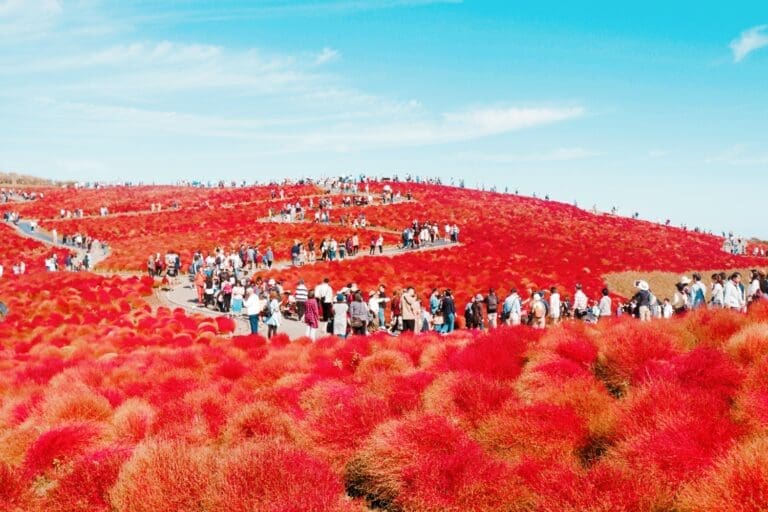 Hitachi Seaside Park Autumn Kochia