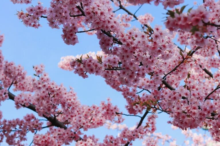 Kawazu Sakura at Sakura Jingu