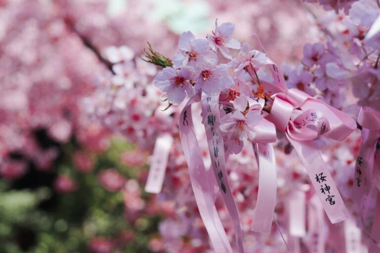 Sakura Jingu Enmusubi Tree