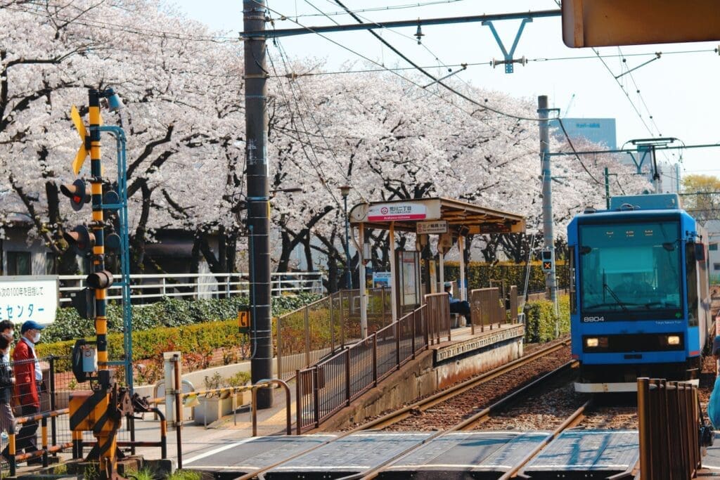 Tokyo Sakura Tram cherry blossoms