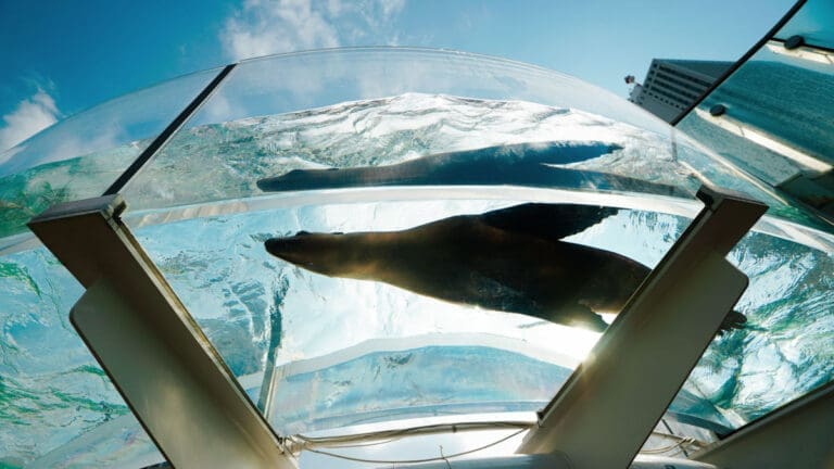 Seal at Sunshine Aquarium