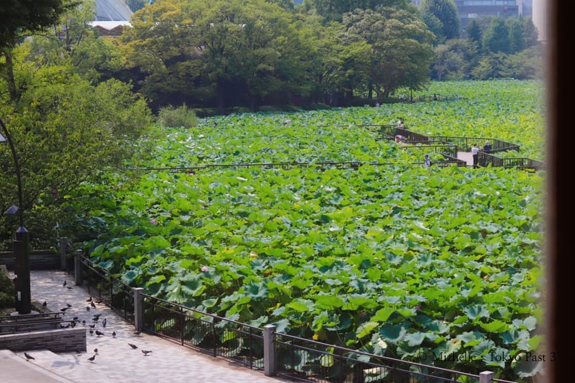 View of Shinobazu Pond from Shitamachi Museum