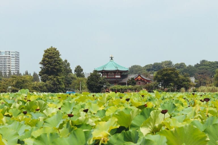 Shinobazu Pond