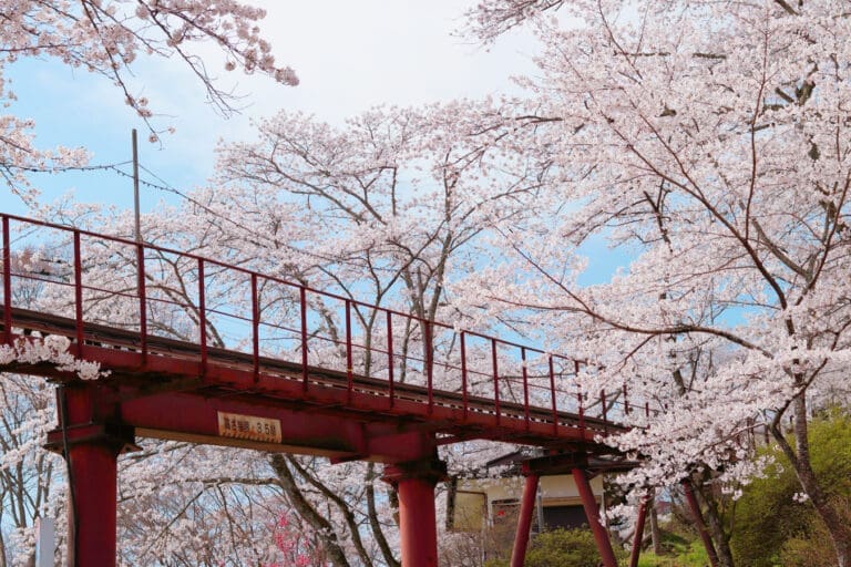 Funaoka Castle Ruins Park Cherry Blossoms