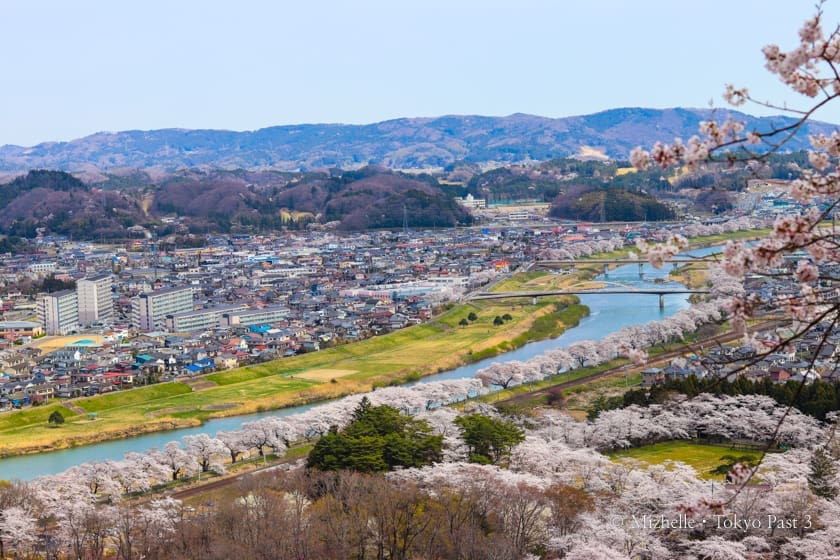 View of Hitome Senbonzakura from Funaoka Castle Ruins Park