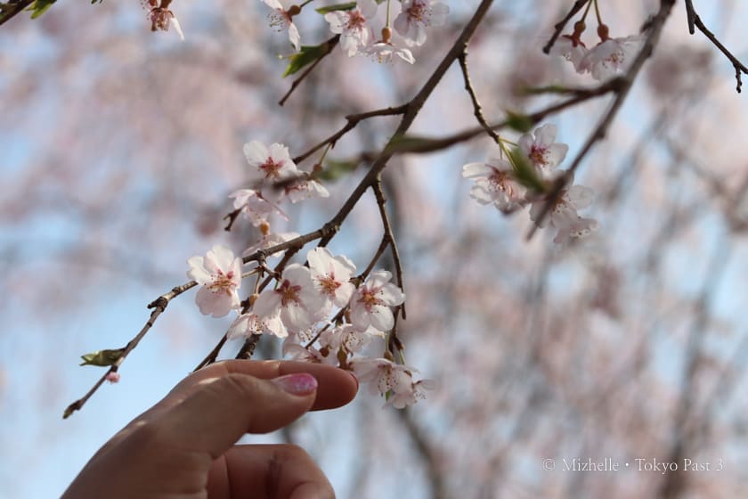 Somei Yoshino cherry blossoms