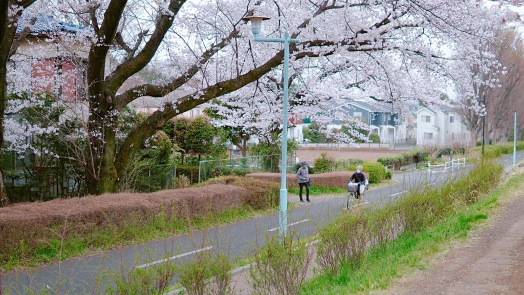 Tamako Bike Path Cherry Blossoms