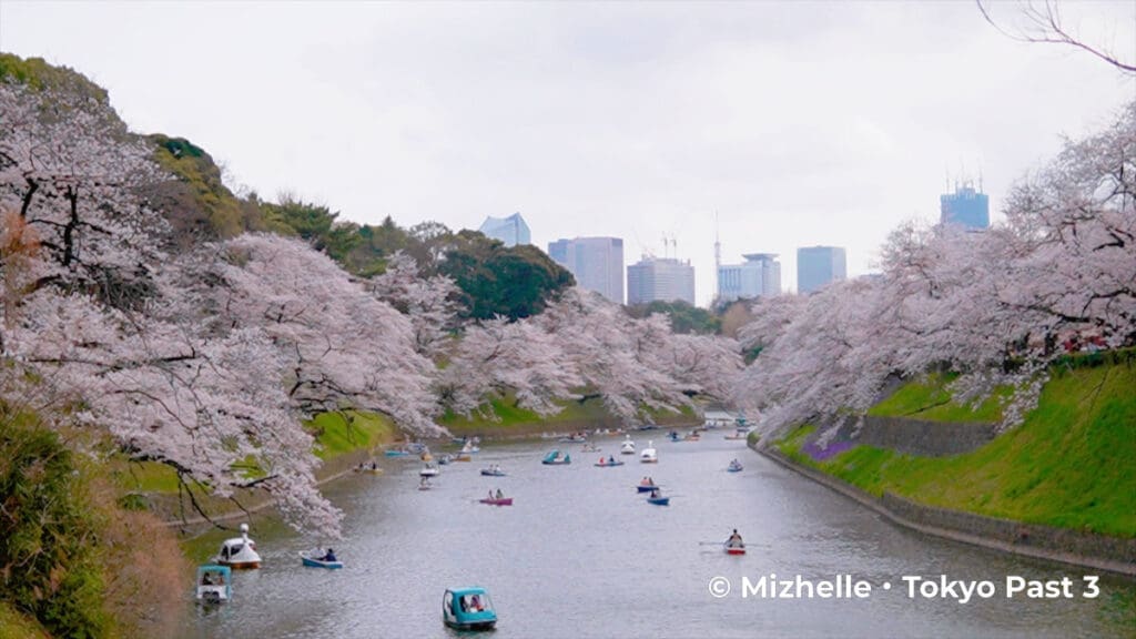 Chidorigafuchi cherry blossoms