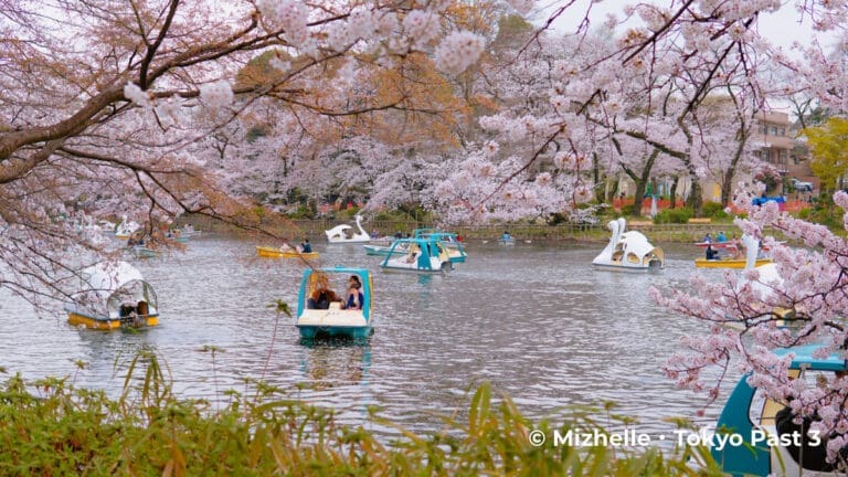 Inokashira Park cherry blossoms