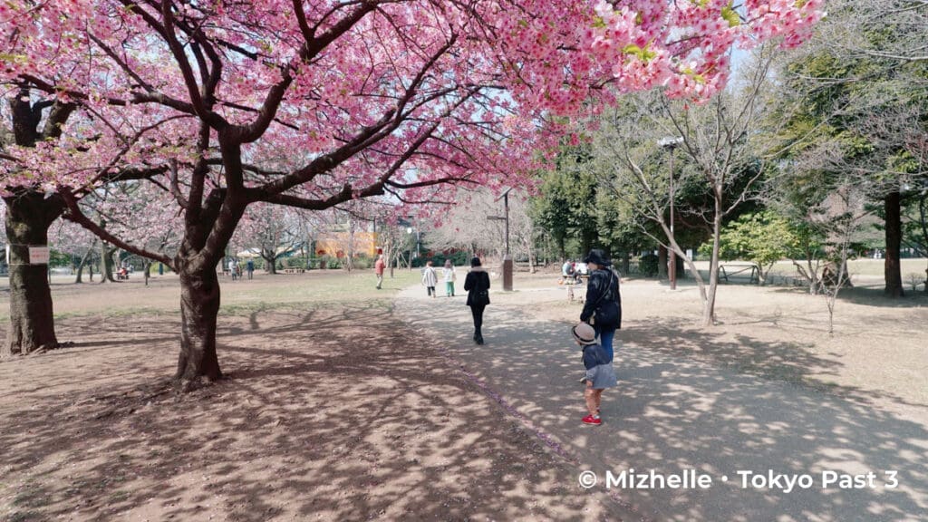 Inokashira Park kawazu sakura