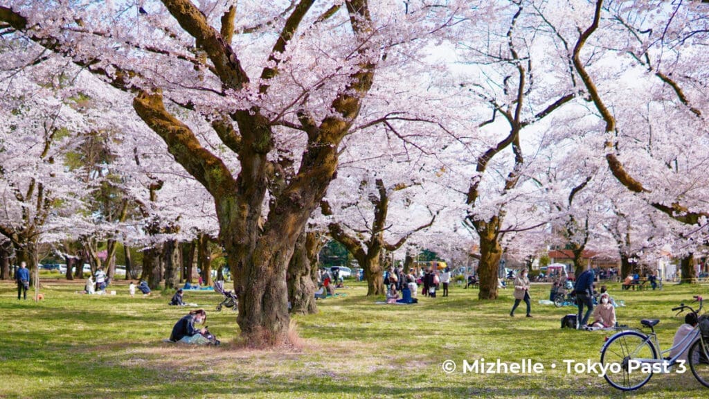 Koganei Park Cherry Blossoms