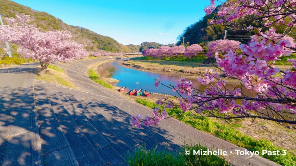 Minami Izu Cherry Blossom Festival