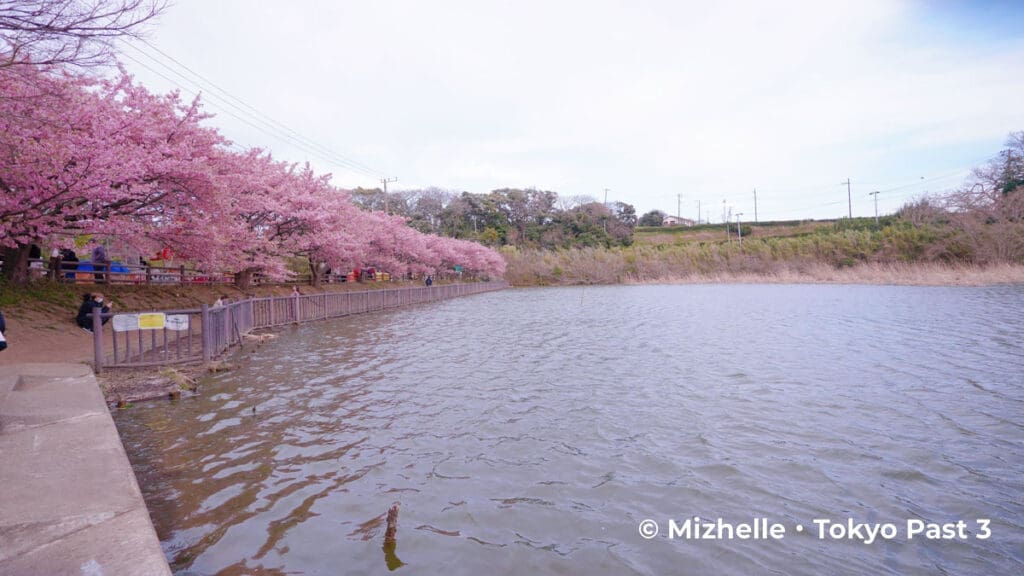 Komagatake Park - Miura Kaigan Cherry Blossom Festival