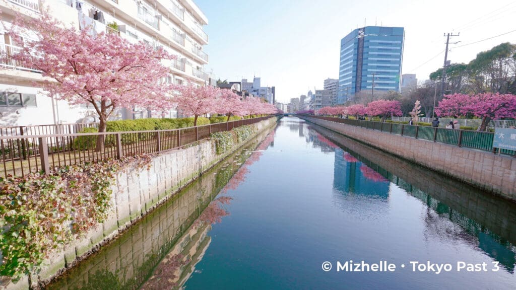 Oyoko River kawazu sakura