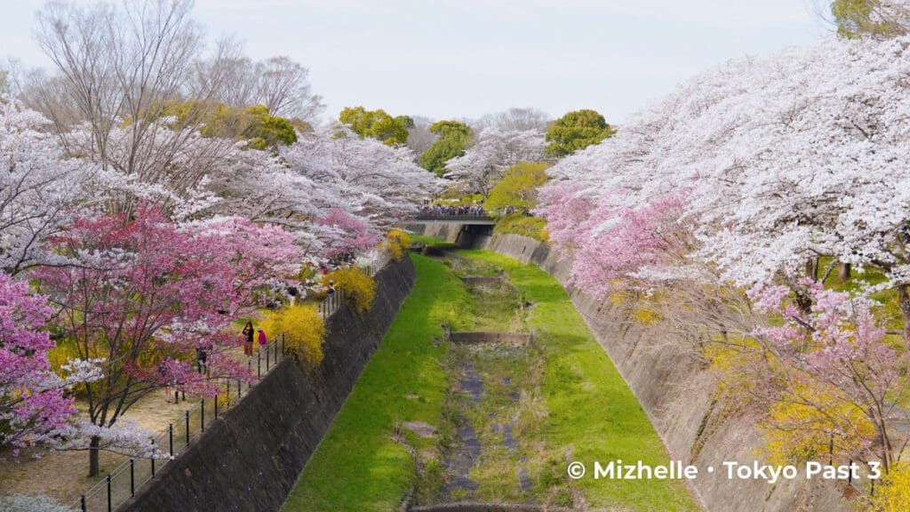 Showa Kinen Park cherry blossoms