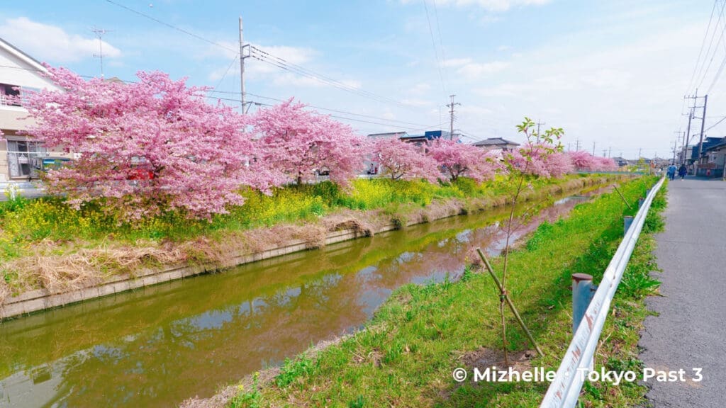 Aogebori River - kawazu sakura in Washinomiya