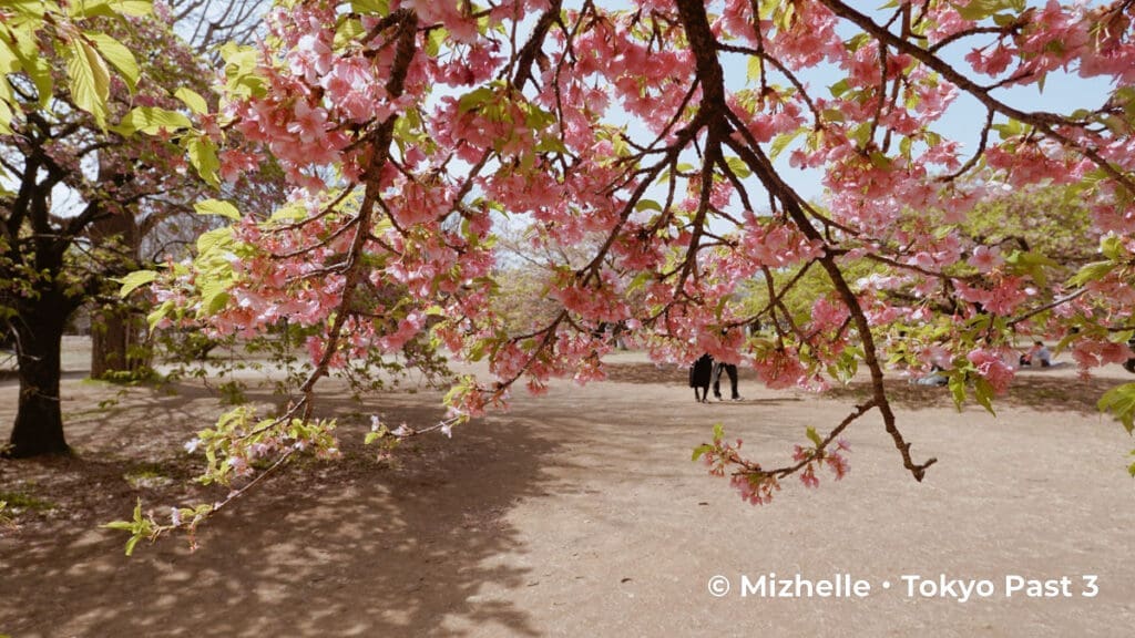 Yoyogi Park kawazu cherry blossoms