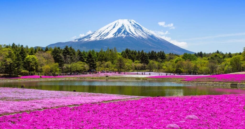 Fuji Shibazakura Festival