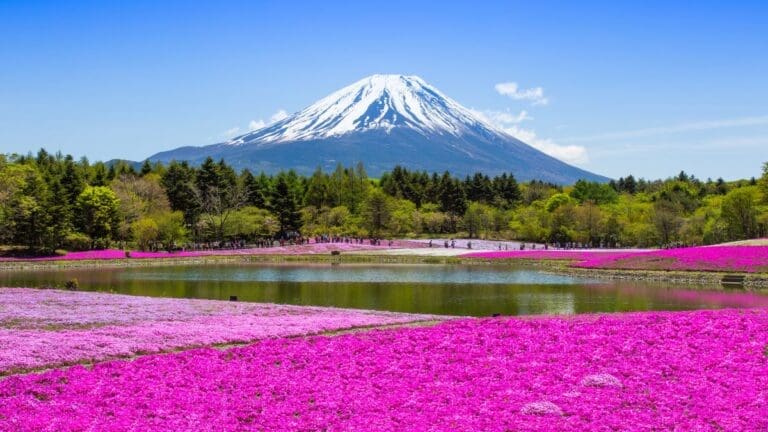 Fuji Shibazakura Festival Featured Image