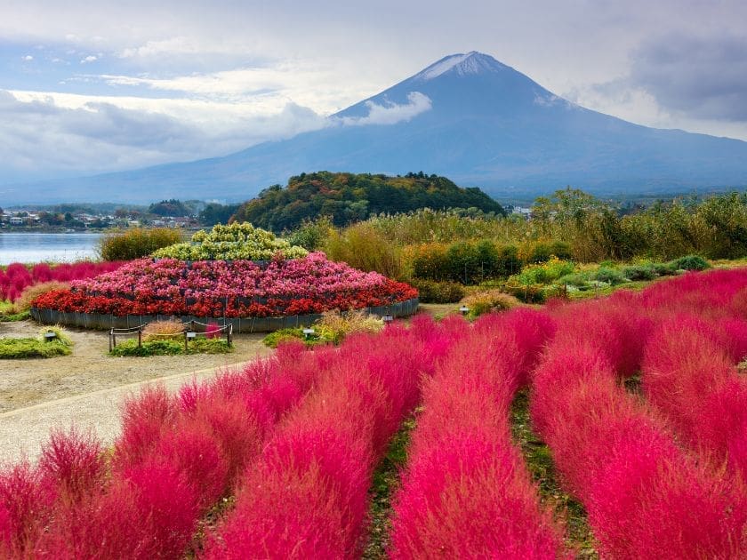 Oishi Park in Autumn