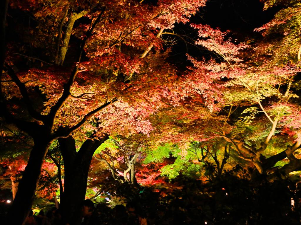 Kodaiji Temple autumn leaves