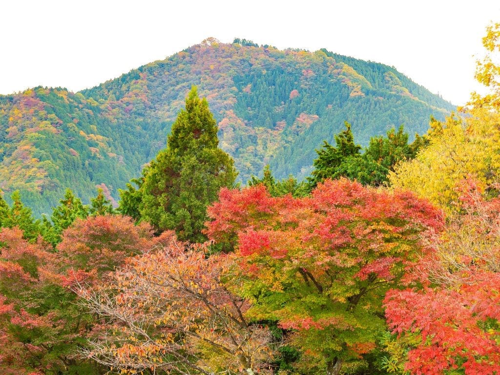 Fall colors at Mt. Mitake