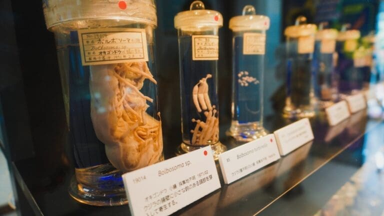 Specimens at Meguro Parasite Museum