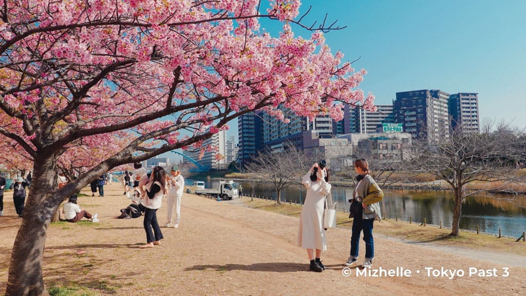 People enjoying kawazu sakura at Kyunaka River