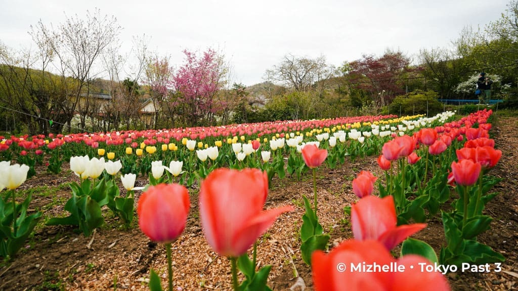 Field of tulips at Hanamiyama Park