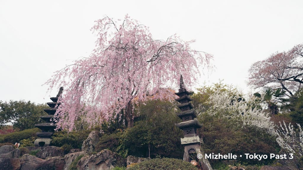 Weeping cherry blossom tree at Hanamiyama Park