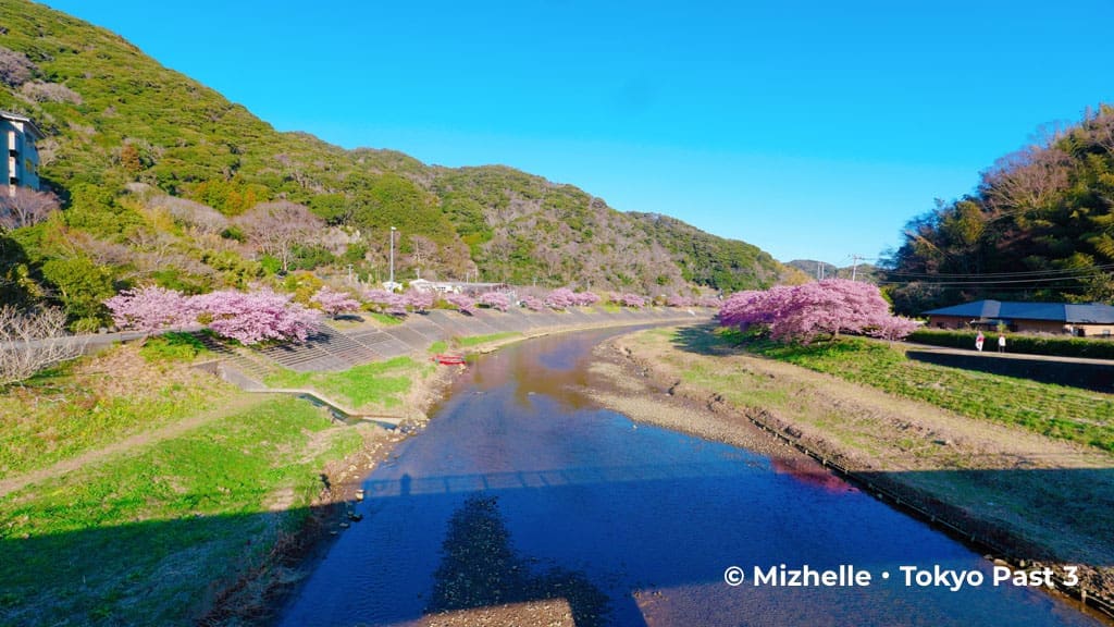 View of kawazu cherry blossoms from a bridge in Shimogamo