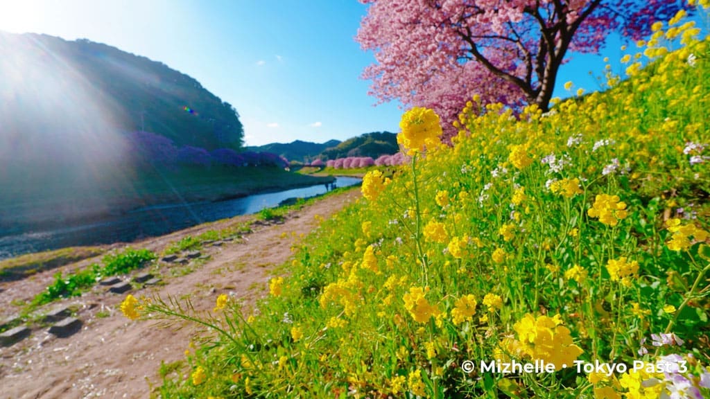 Nanohana and kawazu sakura along the Aono River in Shimogami